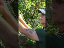 🍇Mulberry Trees are SO EASY to Multiply and Propagate! #ThaiDwarfMulberry #gardening #permaculture