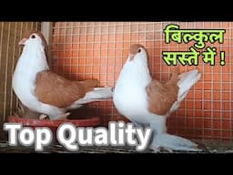 Shirazi Pigeon Breeding Setup Bharuch Gujarat | Shirazi Kabootar Price in India | Pet Guru