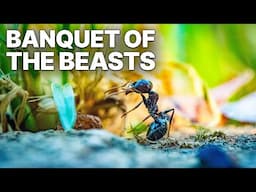 Banquet of the Beasts | The Cycle of Life | Documentary