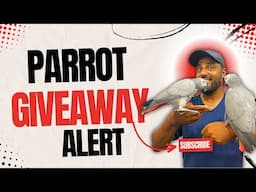 Parrot Giveaway😍 | Adoption Appeal | Good News for Subscribers | #Giveaway #Adoption #ParrotGiveAway