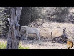 Casper The White Lion Lazy But Looking Good