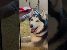 Siberian Husky Caught In The Act!!!