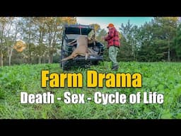 Farm Drama Chicken Death Crazy Deer