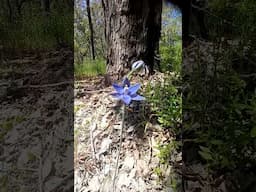 Sun orchids in Western Australia #australia #orchids #orchidsflowers #orchidworld #wildflowers