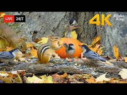 🔴 24/7 LIVE: Cat TV for Cats to Watch 😺 Harvest Season for Birds Chipmunks Squirrels 4K