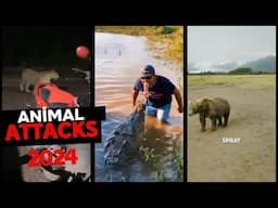 Animal Attacks On Human 2024