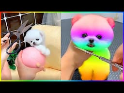 The Cutest Pomeranian Dog Moment 2023😍🐶| Funny Puppy Videos #393