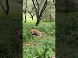 Leopard takes down a huge pregnant antelope