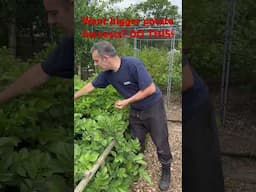 Want larger harvests of potatoes? Then do this. #potatoes #potato #growpotatoes