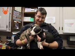 Animal Cops use last resort to Save Dog trapped in Hole in Detroit