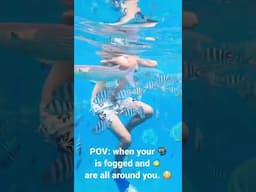 POV 🐠🤿 #snorkeling #underwater 😂 #shortsfeed