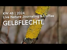 27. November 24 | Nature Journaling & Coffee ☕️ | KW 48 | 2024: Gelbflechte (Xanthoria parietina)