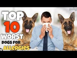 Top 10 worst dogs for allergies | dogs not for allergic people | strong | popular | funny | தமிழ்