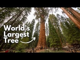 California's Giant Wonders: 10 Places to See Big Trees in the Golden State