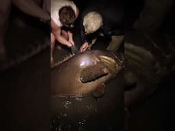 He caught a 250lbs QUEENSLAND GROUPER by accident #rivermonsters #shorts #fishing