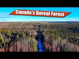 Bushcraft Adventure in the Canadian Boreal Forest: Grouse Harvest & Wilderness Lunch