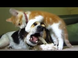 Funny animal reaction. Cute dog & angry cat moments #1