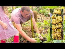 PLANTING OUR BANANA TREE & UPDATES