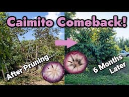 Caimito (Star Apple) Comeback! Six Months Later...