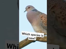 Which of these Pigeons is a "New" species to the UK? - Wildlife quiz of the day(Day3) #nature #birds