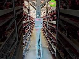 Modern laying hen farming in China, Modern High-tech Chicken Farming, #farming  #shorts S&TUIAI34