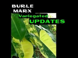 Enhanced Variegation of Burle Marx Philodendron Updates