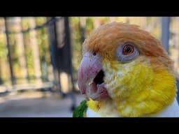 Puffman Caique Tickles Mom’s Toes! #birds #caiqueparrot #parrot