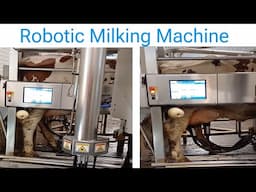 Robotic Milking Cow Machine /Automatic Milking System AMS