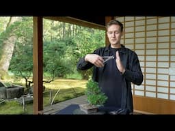 How to Unwire a Bonsai