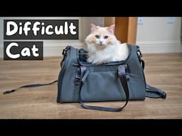 How to get Your Cat into a Pet Carrier | The Cat Butler