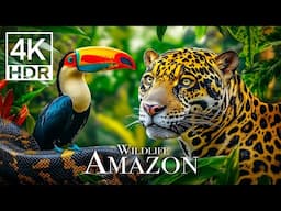 AMAZON RAINFOREST IN 4K - Animals That Call The Jungle Home #4k #jungle #animals