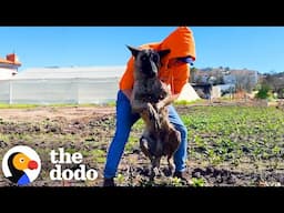 Dog Found Paralyzed In A Field Reunites With Rescuer A Year Later | The Dodo