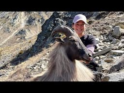 Renee's first Bull - Giant 14 inch Himilayan Tahr - Public Land New Zealand Hunting