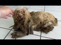 THE WORST DOG CONDITION I HAVE EVER SEEN IN MY LIFE (as a dog groomer)