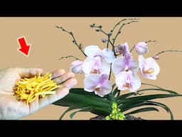 Just Sprinkle Once! Hundreds Of Orchids Explode On 1 Flower Branch!