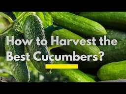 Everything you Need to Grow the Best Cucumbers in Kenya Successfully | Cucumbers Farming in Kenya