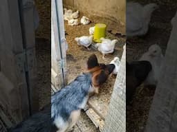 On guard of order. A German Shepherd puppy guards little chickens.