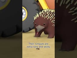 Animal Covered with Spikes?! 🦔 | Leo the Wildlife Ranger | #shorts #education #kids