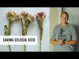 How To Save Celosia Seed : Growing Cut Flowers with Sunshine and Flora