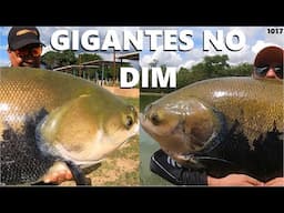 CHUVA DE PEIXES NO PESQUE PAGUE DO DIM - PROGRAMA 1017  Fishingtur na TV