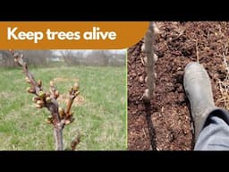 How to Ensure Your Trees Survive - 5 Fool-Proof Tree Planting Tips