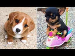 Funniest Animals 2024 😂 Best Funny Cats and Dogs 😻🐶 Part 50 | Cute Baby Dogs