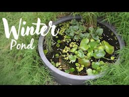 WINTER Japanese Rice Fish Patio Pond/ Cares & Hibernation (Medaka Fish)