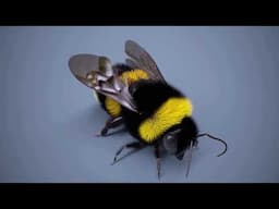 Bumble Bee Rigging in C4D R25 and onwards.  Part 5