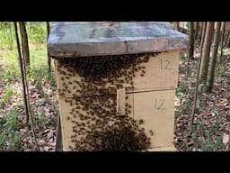 What’s your take on this apiary?