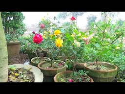 English Rose plant Care in winter | Flowering Season