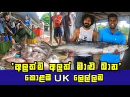 Witness the Daily Unloading of the Freshest Seafood Haul in Colombo