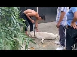 When I Opened The Gate, I Was Shocked By This Dog's Condition, But With Love He Did Miracles