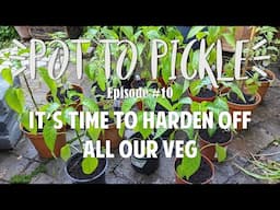 It’s Time To Harden Off All Our Veg 🌱 #PotToPickle Ep.10