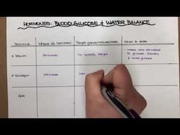 Blood glucose hormones